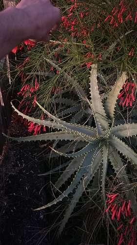 Aloe arborescens observed 2026-01-08