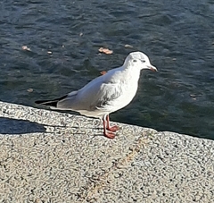 Chroicocephalus ridibundus