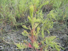 Suaeda linearis