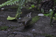 Basileuterus melanotis