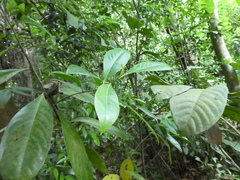 Ixonanthes reticulata