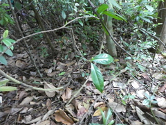 Ixonanthes reticulata