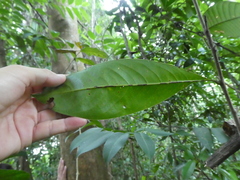 Ixonanthes reticulata
