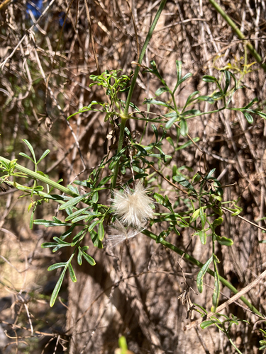 fine-leaved clematis (Clematis leptophylla)