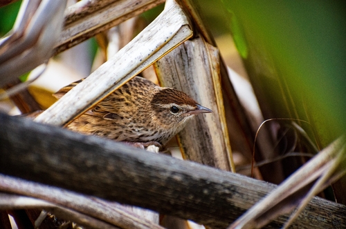 New Zealand Fernbird (Poodytes punctatus)