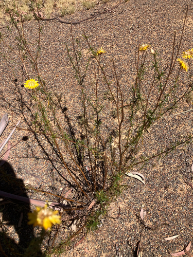 sticky everlasting (Xerochrysum viscosum)