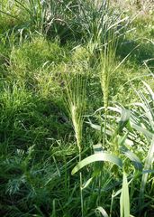 Hordeum vulgare