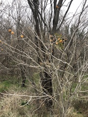 Magnoliopsida