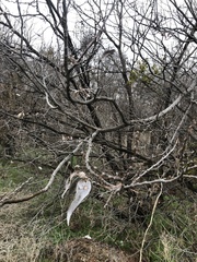 Angiospermae