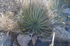 Hechtia texensis