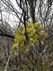 Phoradendron leucarpum
