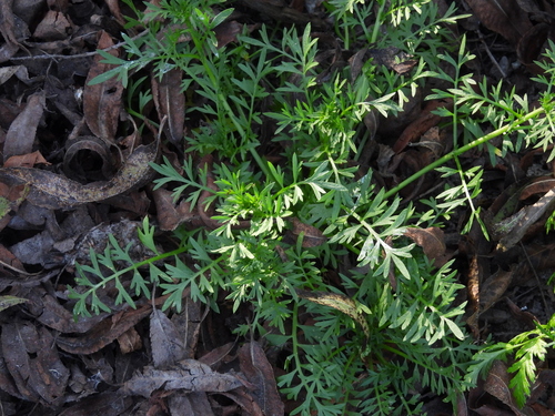 iNaturalist observation photo of Lesser swine-cress