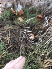 Angiospermae