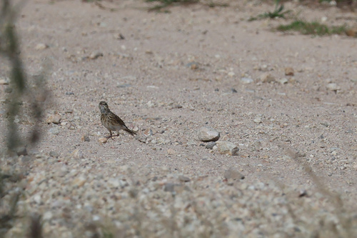 Australian Pipit