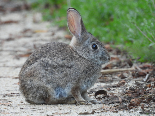 iNaturalist observation photo of Desert Cottontail