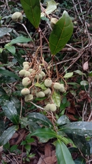 Dichapetalum