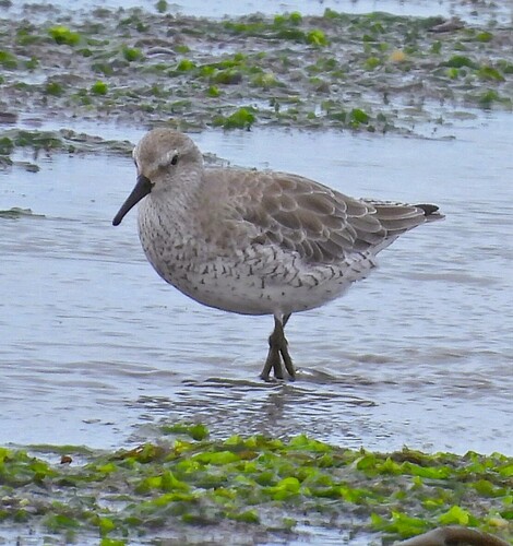 Red Knot (Calidris canutus), photo 5