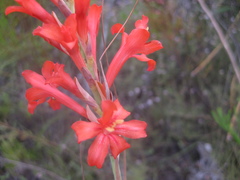 Tritoniopsis triticea