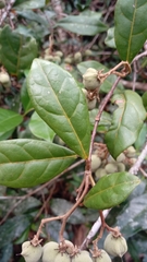 Dichapetalum