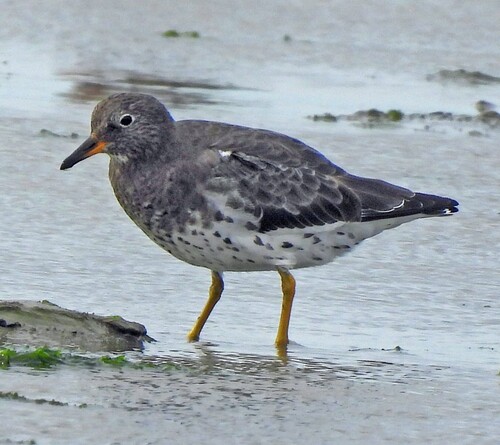 Surfbird (Calidris virgata), photo 4