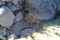 Thelocactus bicolor bicolor