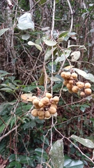 Dichapetalum