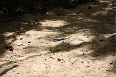 Ameiva tobagana