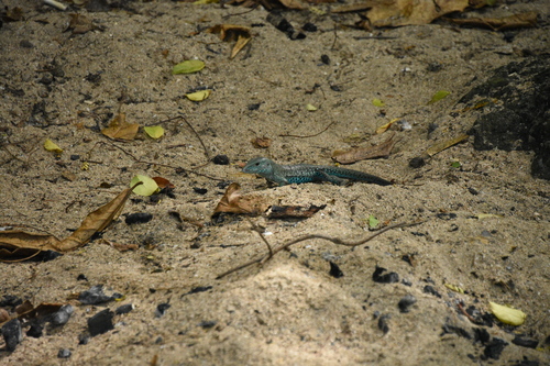 Antillean Ameiva, Ameiva tobagana