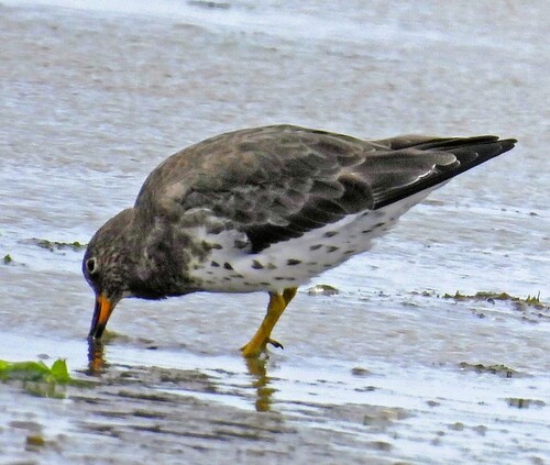 Surfbird (Calidris virgata), photo 5
