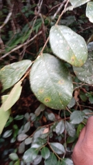 Dichapetalum