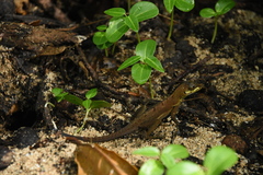 Anolis richardii
