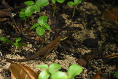 Anolis richardii