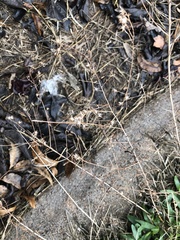 Angiospermae