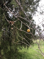 Sapindus drummondii