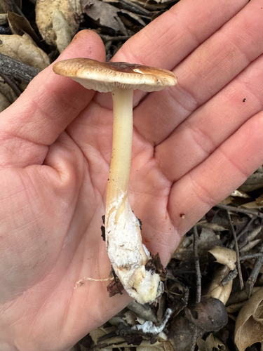 iNaturalist observation photo of Marasmiineae