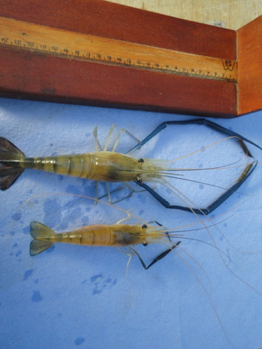 Macrobrachium rosenbergii