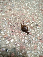 Macrochlamys kelantanensis