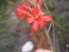 Tritoniopsis triticea