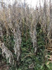 Angiospermae