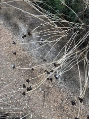 Angiospermae
