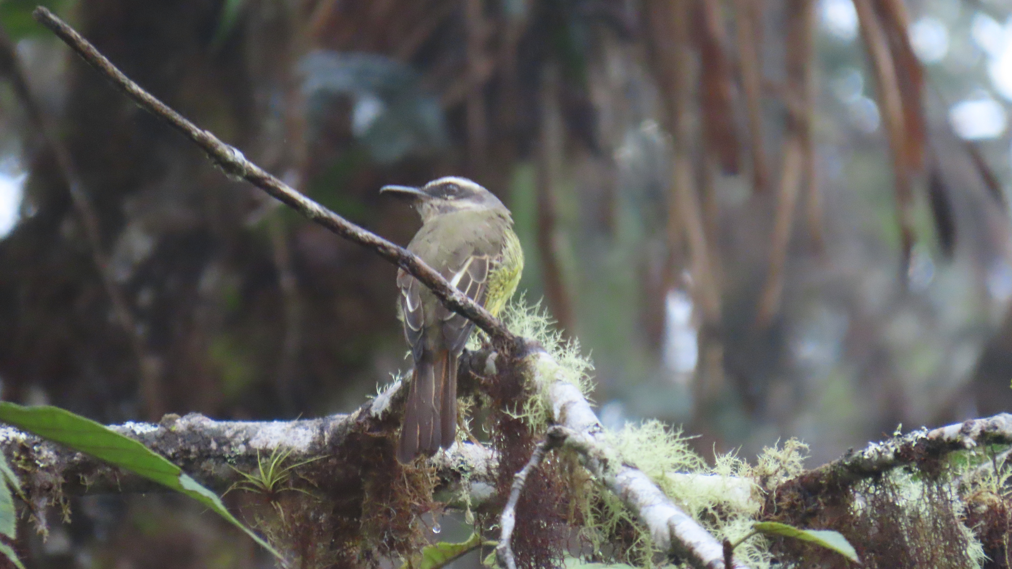 Golden-bellied Flycatcher (Myiodynastes hemichrysus), photo 2