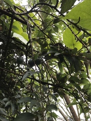 Ficus pumila awkeotsang