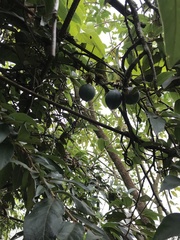 Ficus pumila awkeotsang