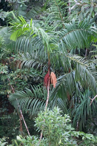 Foto de Bacaba-de-leque