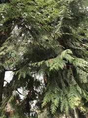 Calocedrus formosana