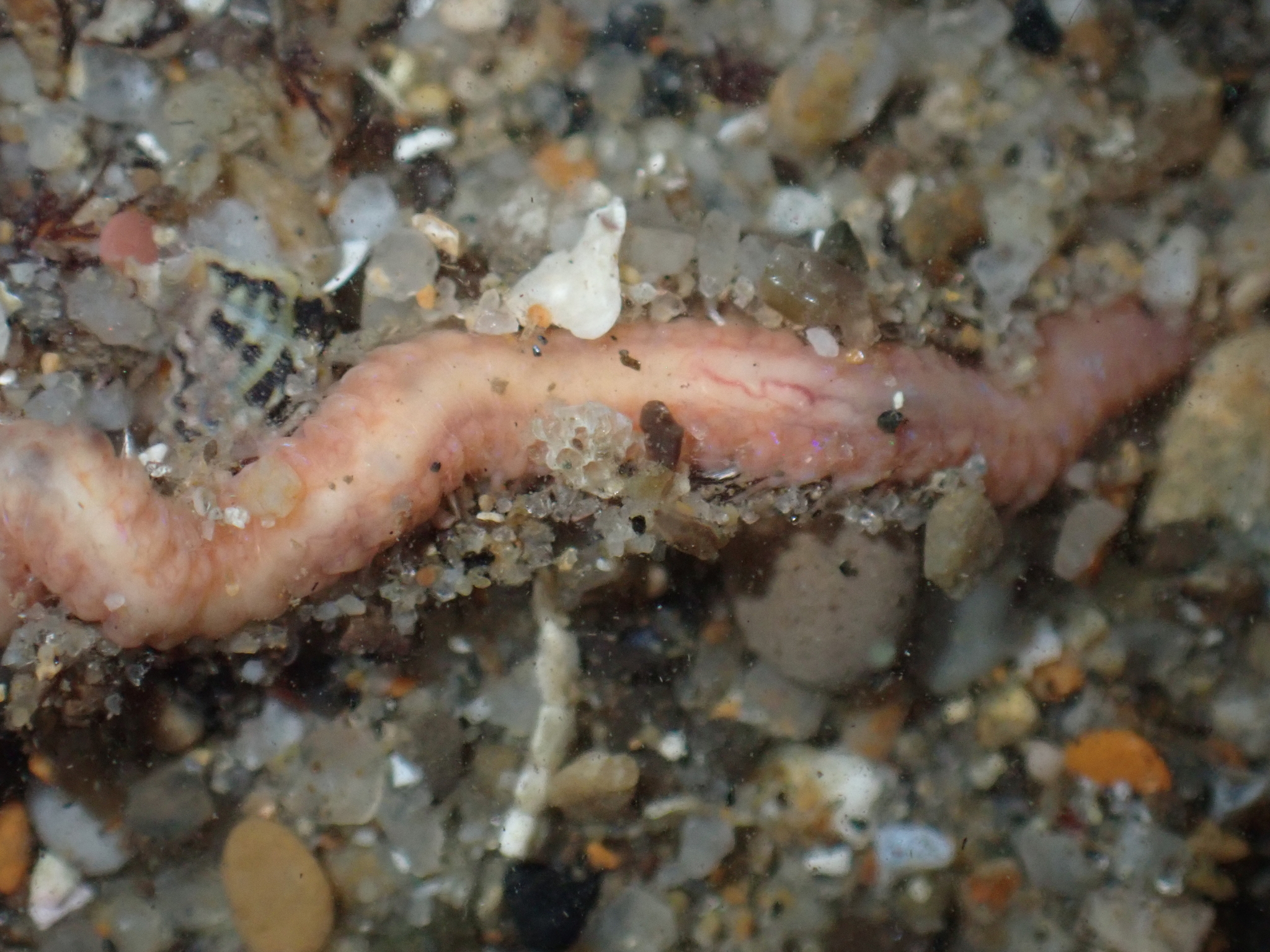 Pareurythoe californica (Johnson, 1897)