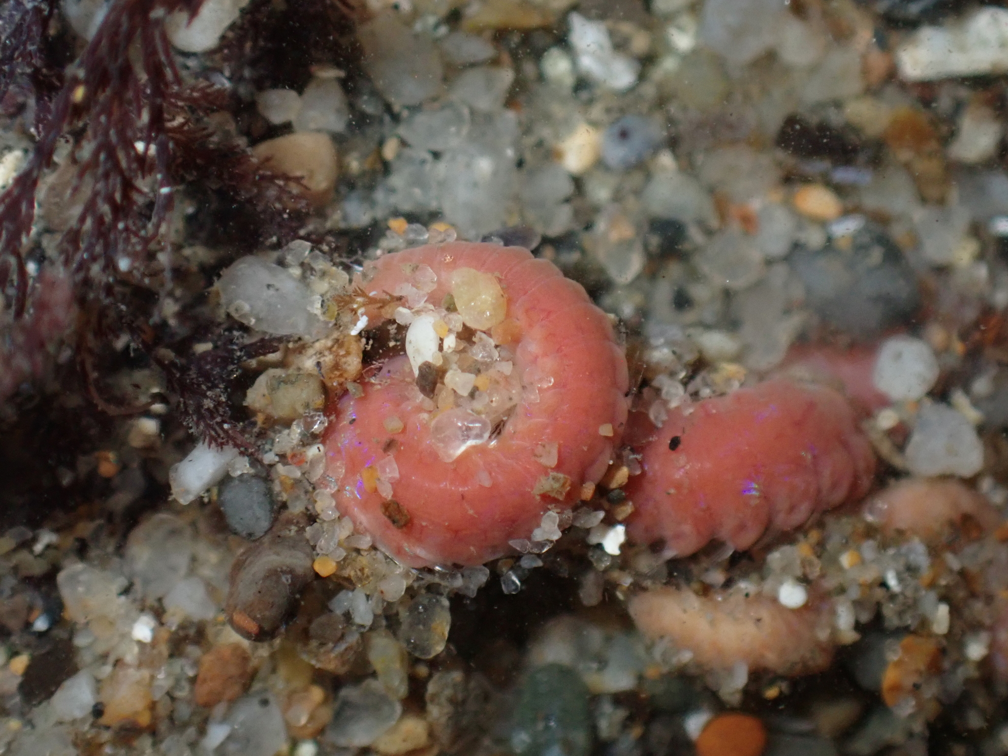 Pareurythoe californica (Johnson, 1897)