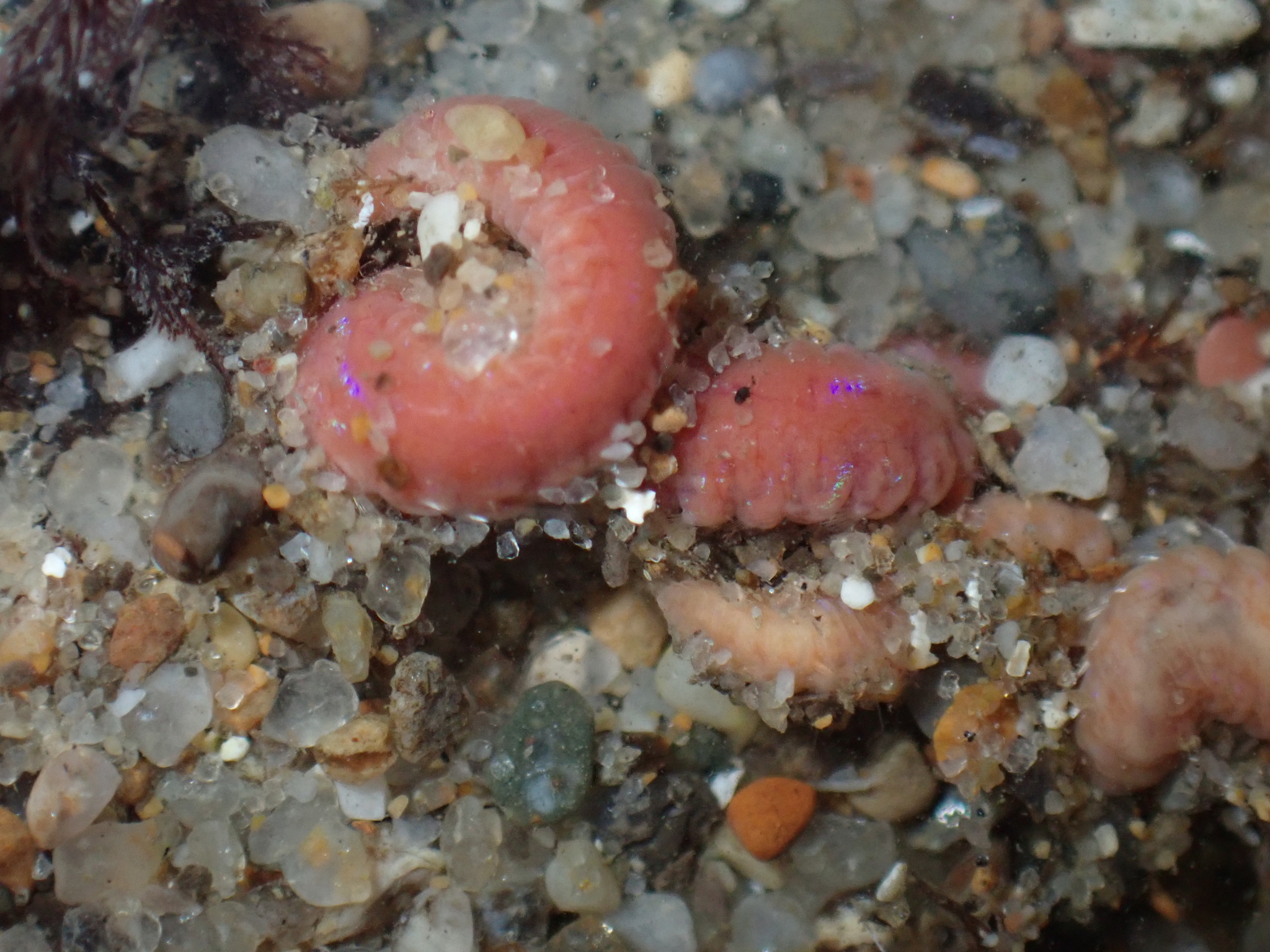 Pareurythoe californica (Johnson, 1897)