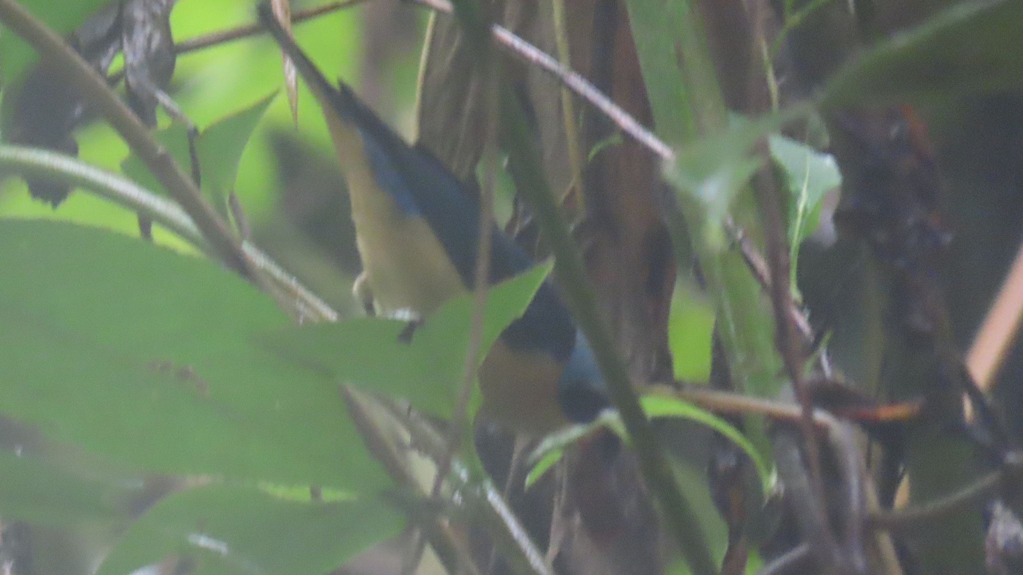 Fawn-breasted Tanager (Pipraeidea melanonota), photo 7