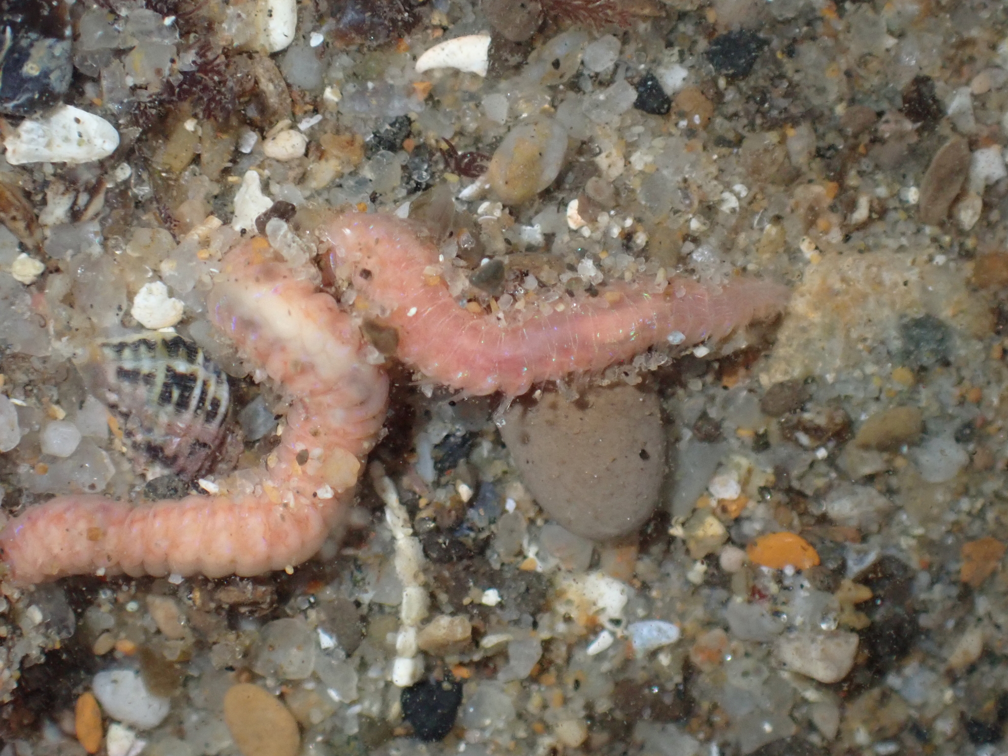 Pareurythoe californica (Johnson, 1897)